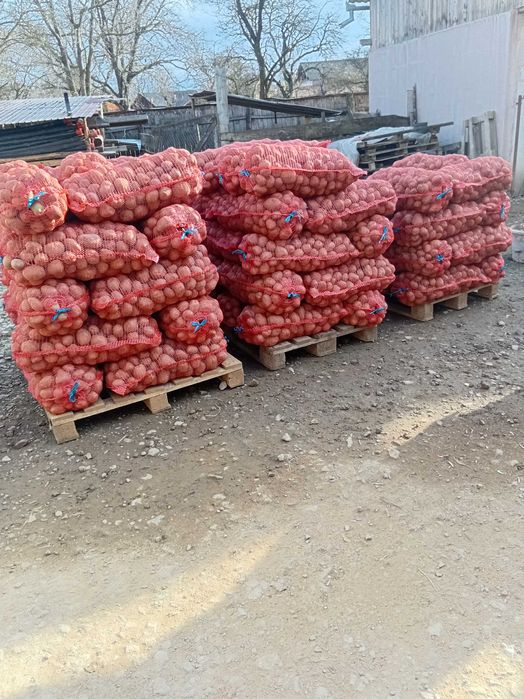 Vand cartof consum Bellaroza