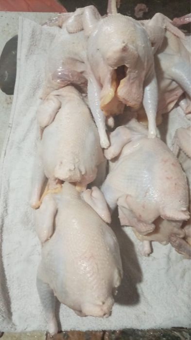 Куры мясом  и живьем звоните