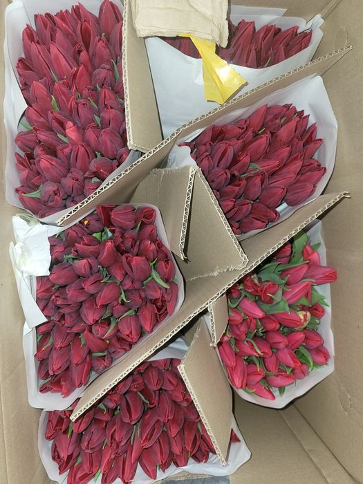 Тюльпаны цена 750 тг 1шт