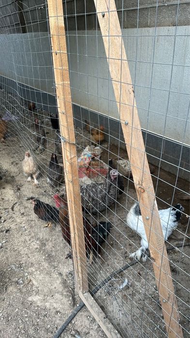 Продам кур ( брамы и несушки)