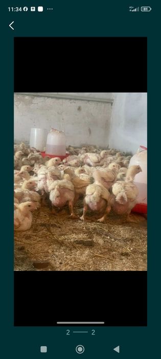 Продаю подрощенных бройлеров.