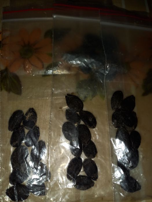 Семена тыквы люффа