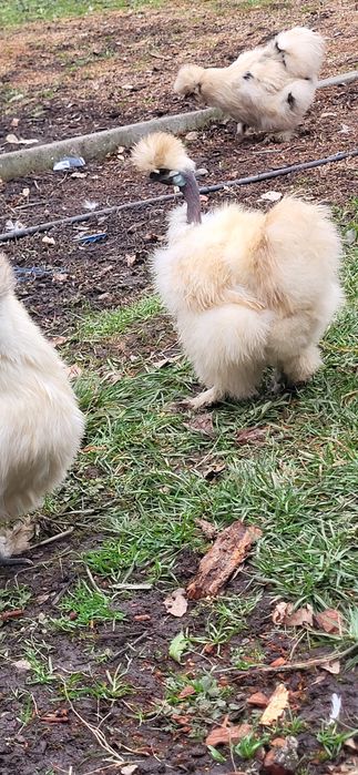 Oua si cocos matasa japoneza 2025