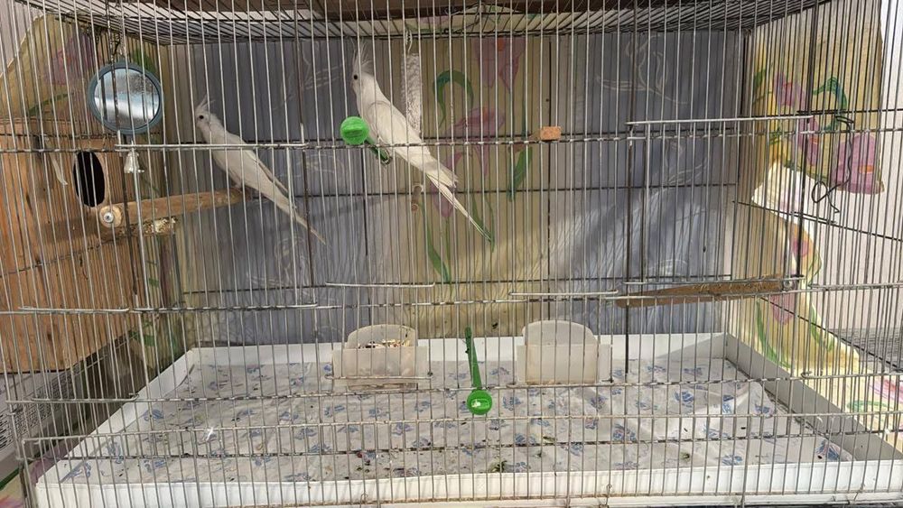 Продам попугаев Корелла