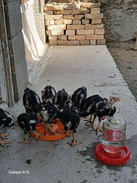 Kulangi bolalari sotiladi