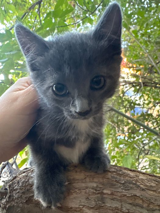 котята, 2 кошечки
