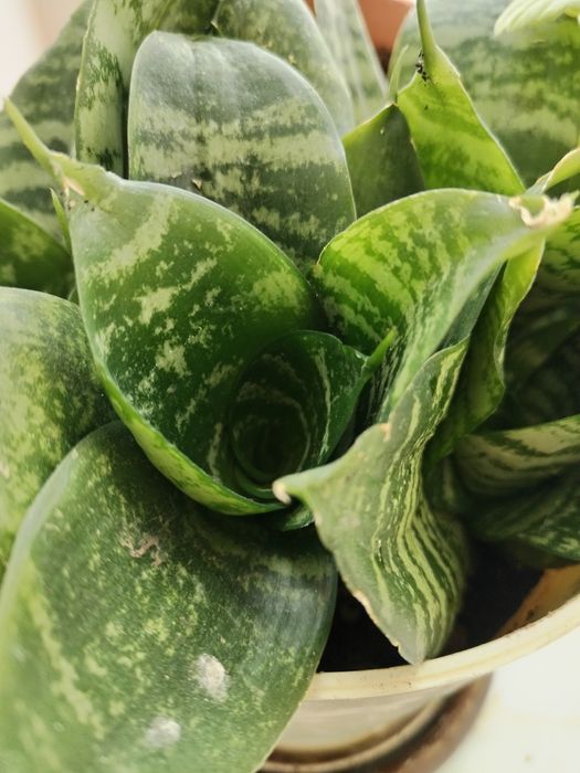 Цветы комнатные в горшке.