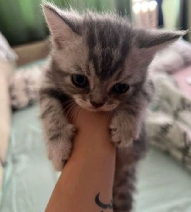 Британские котята мальчики