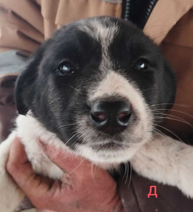 Отдам щенят в добрые руки