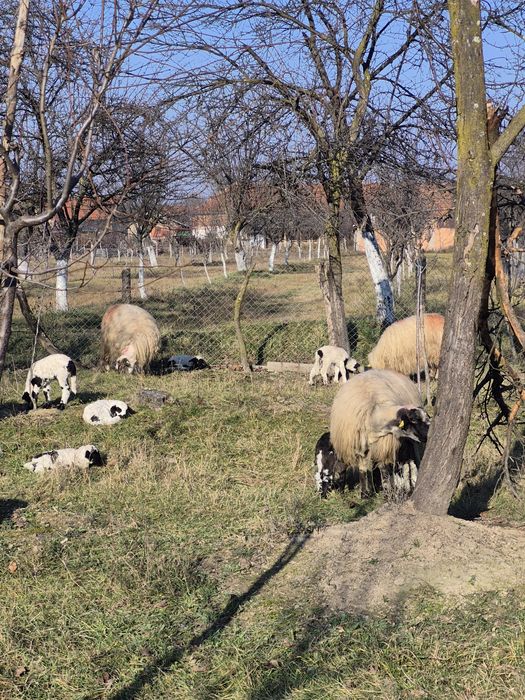 Oi cu miei de vanzare