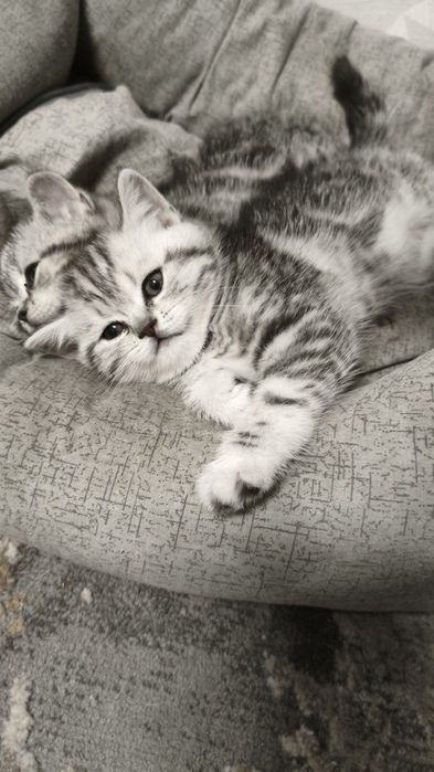 Чистокровные Британские котята