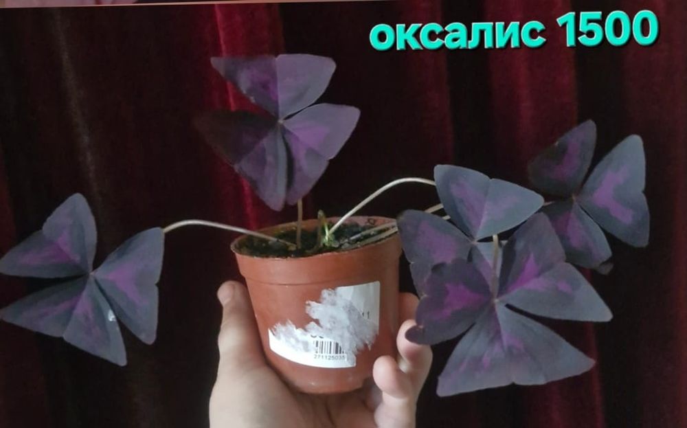 Домашние цветы разные