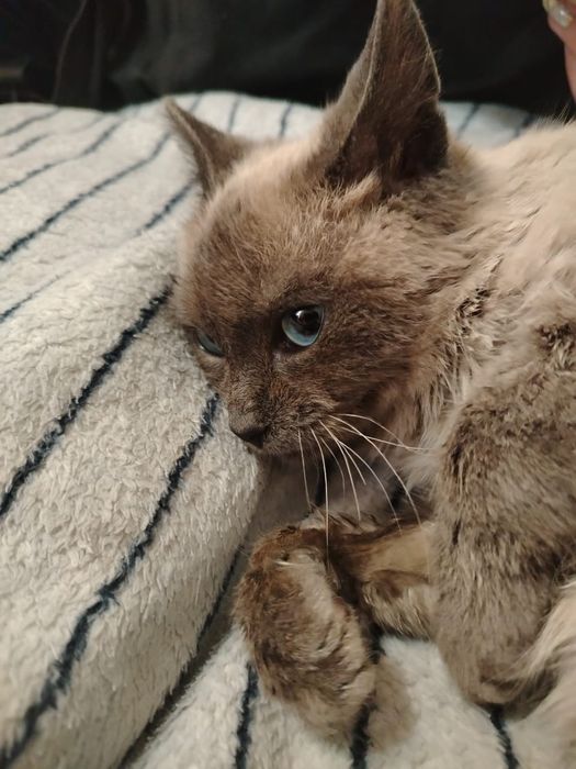 Заберите сиамочку, оплачу стерилизацию