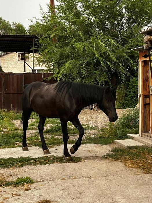 Продаётся жеребец 5 лет  на откорме 2 месяца