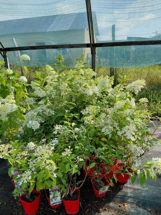 Hortensie Paniculata!