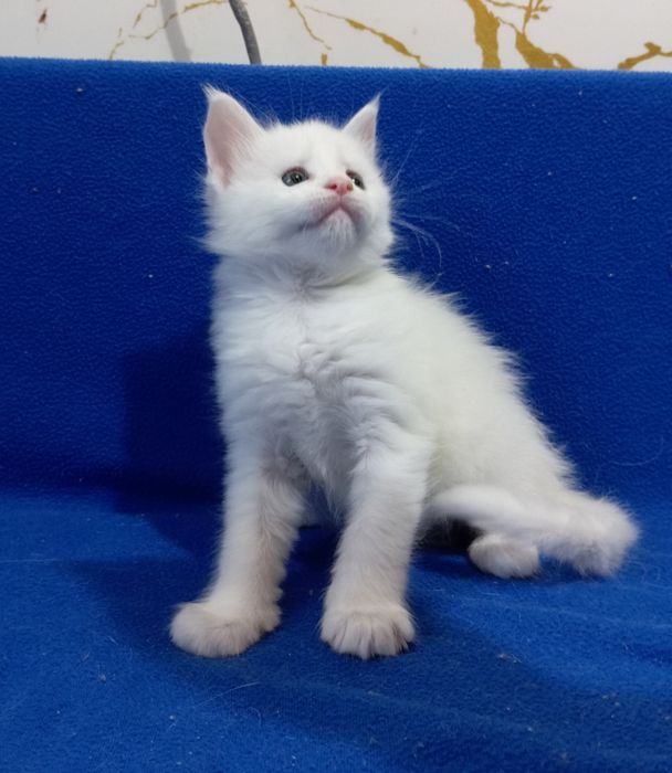 Котята породы Мейн Кун