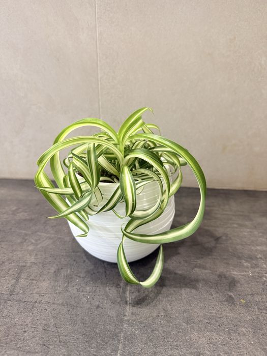 Хлорофитум бонни