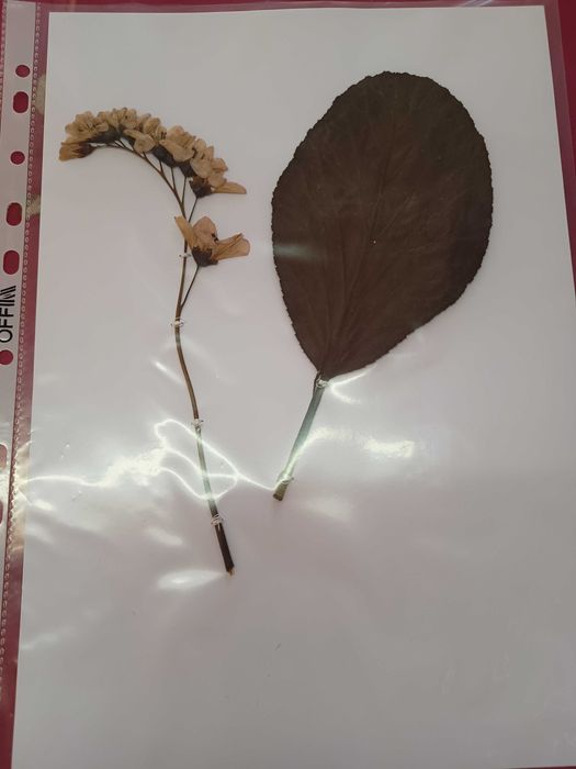 Хербарий ( за студенти и ученици)