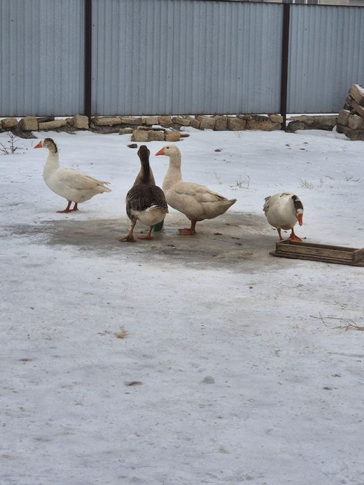 Продам гусей 4 штуки