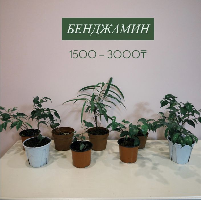 Домашние ЦВЕТЫ!!