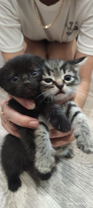 Котята бесплатно