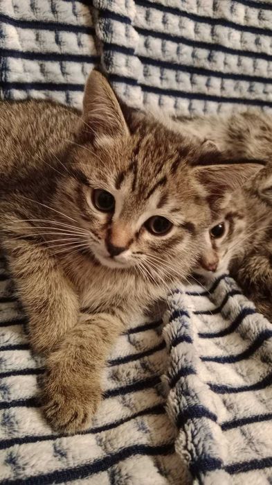 Котята ищут добрые руки