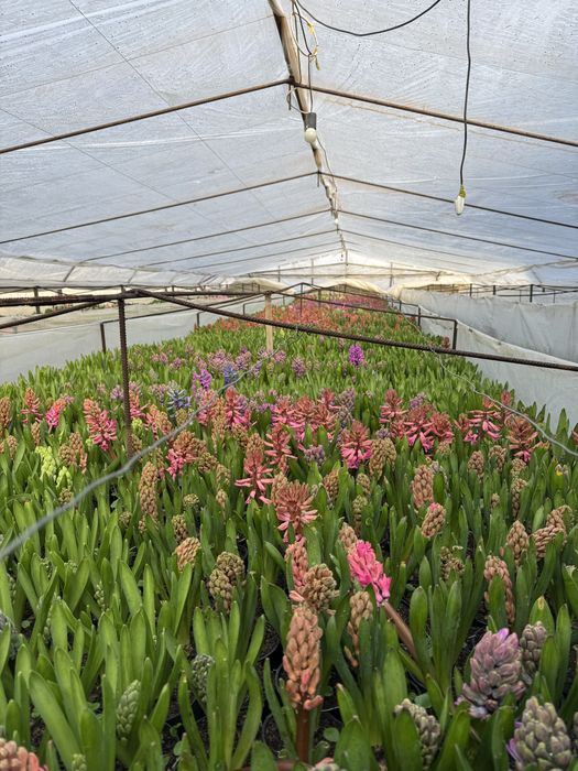 Zambile si Lalele ghiveci