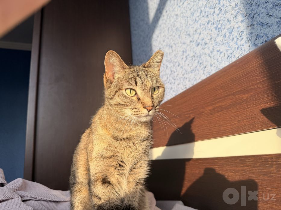 Пропала кошка Мурка