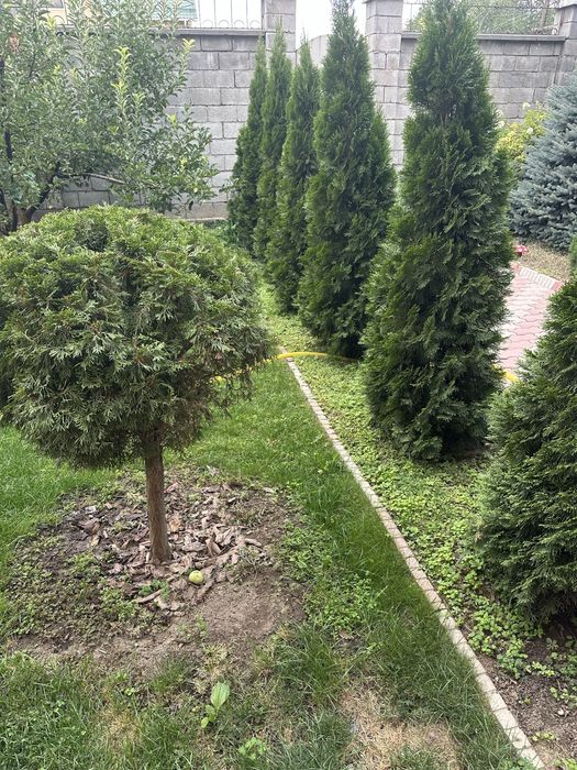 Туя Смарагд, голубой можевельник