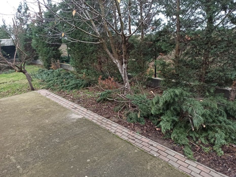 Donez crengi de brad, foarte bune pt foc