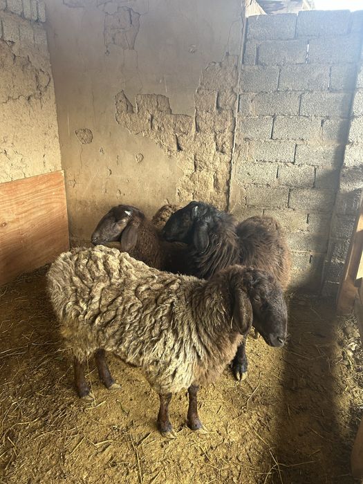 Қой сатылпды 1 қошкар 2 қой