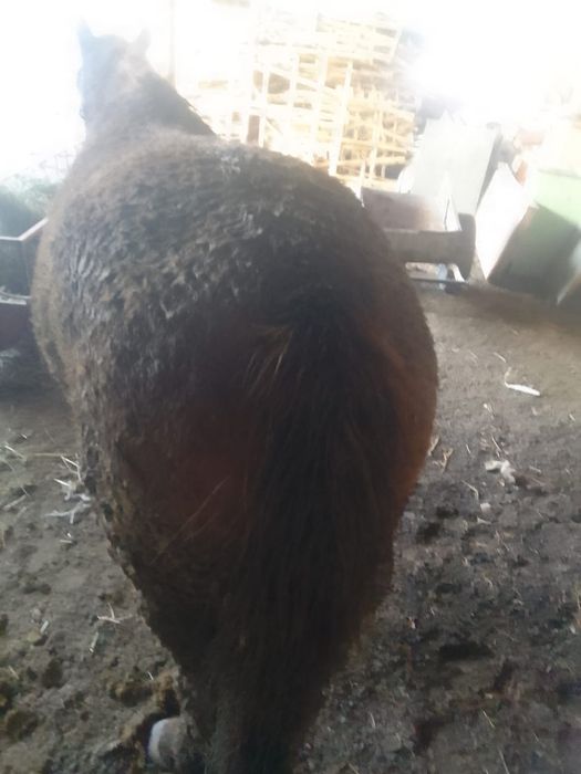 Байланған бие сатылады