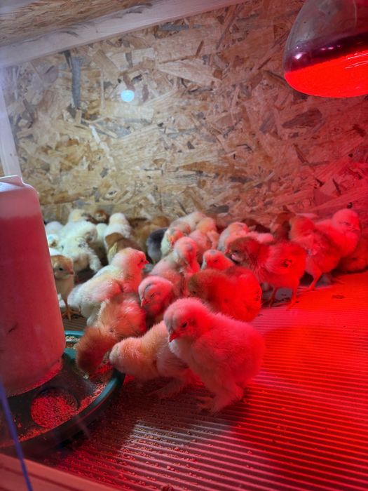 Pui brahma  herminat deschis