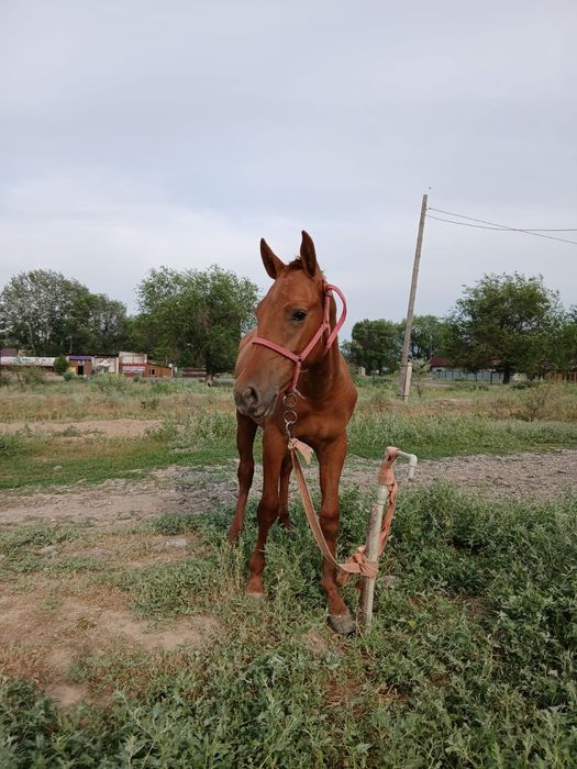 Продам жеребчика Дончак
