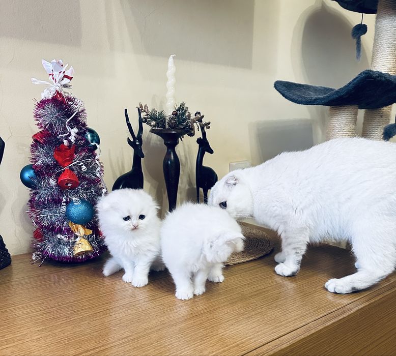 Шотландски котета /Scottish fold/ straight/