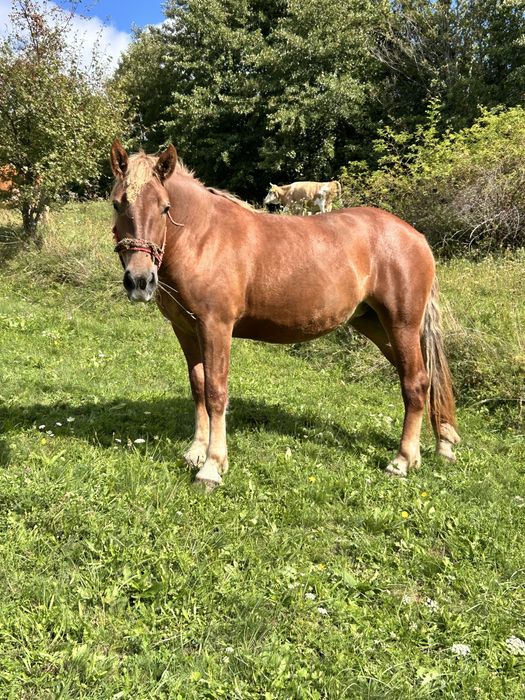 Vând iapă 2 ani și jumătate – crescută la curte