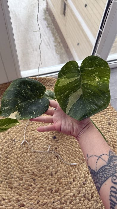 Продам монстера Тайское созвездие