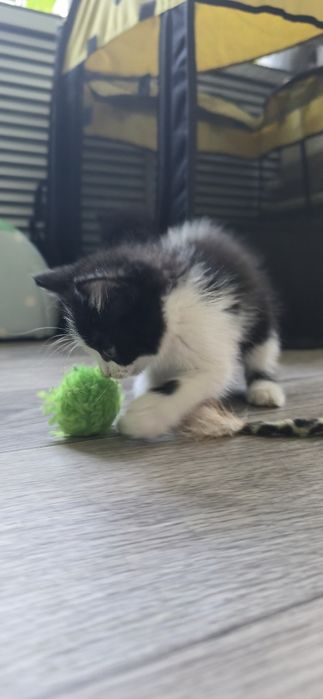 Котёнок девочка в добрые руки