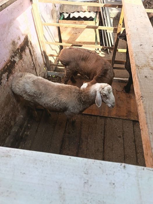 Qoʻchqorla sotiladi