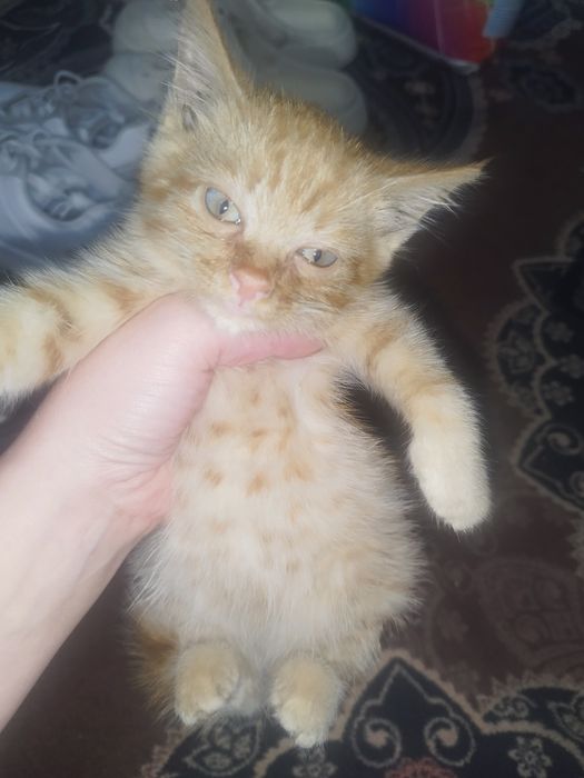 Отдам котят в добрые руки