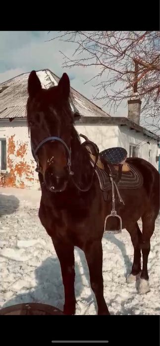 Айғыр сатылады 5 жасар