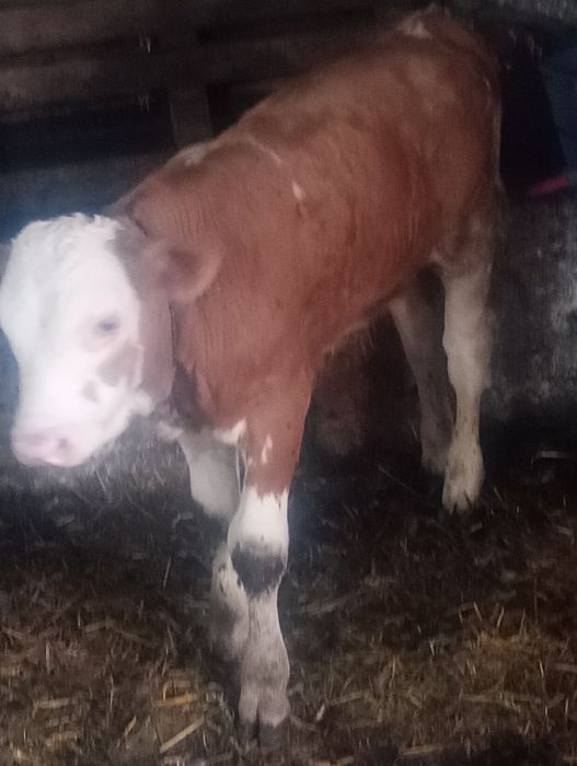 Vițel bălțat 7 saptamani