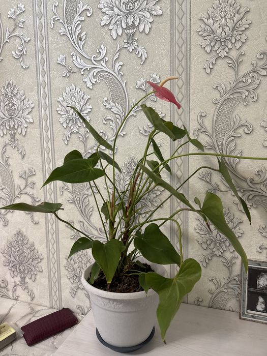 Комнатные цветы…