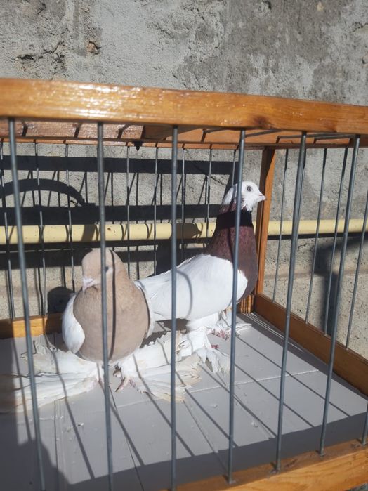 Голуби Голуби Го