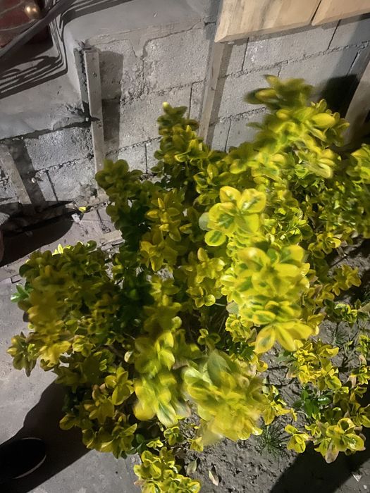 Bilayn izgorot итальянский изгородь