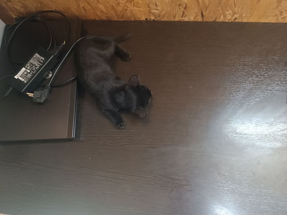 Отдам котят в хорошие руки