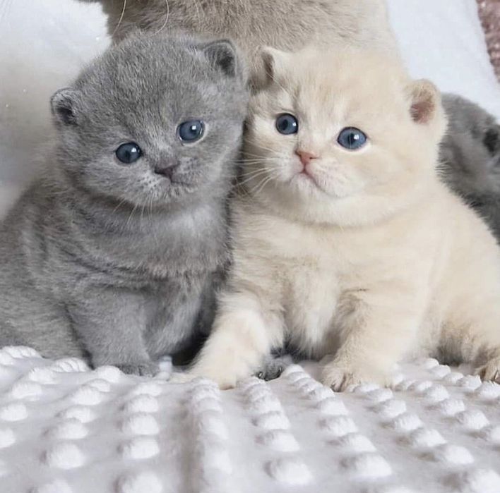 Skotish fold mushukchalari