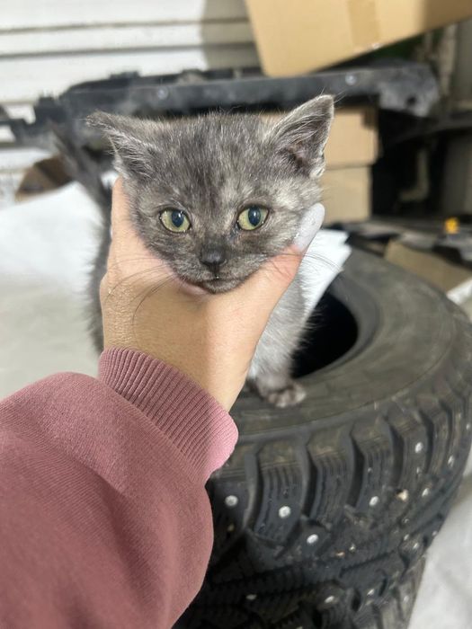 Отдам красивого котёнка