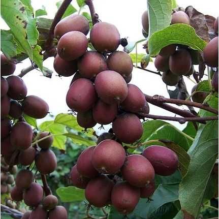 Червено киви - Налични 4 сорта Студоустойчиви