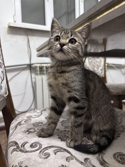 Котенок (девочка) в добрые руки